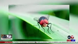 Gov. Abbott declares statewide disaster for New World screwworm