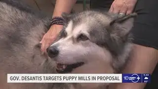 Governor Ron DeSantis targets puppy mills, pet abuse in proposal