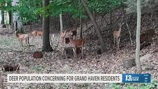 Grand Haven seeks solutions amid growing deer population concerns
