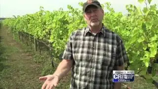 Grapes Rebound from Spring Frost