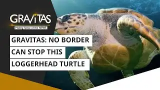 Gravitas: No border can stop this loggerhead turtle | WION News