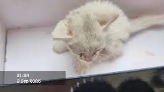 Great news, Snowball was adopted today!