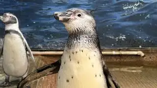 Great Plains Zoo announces penguin chick’s name