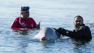 Greece: Rescue operation to help stranded young whale - ABC News