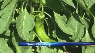 Green chile crop strong for 2013