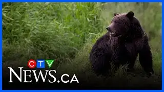 Grizzly attack during school field trip leave 4 hospitalized