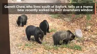 Grizzly bears pay a visit to Flathead home