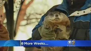 Groundhog Day 2017 Predicts 6 More Weeks Of Winter