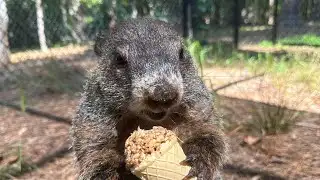 Groundhog Day 2024: Georgia