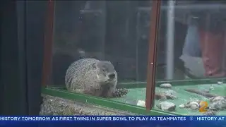 Groundhogs Predict Early Spring