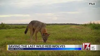 Group seeks to save the last of NC red wolves