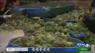 Group submits signatures for Arkansas recreational marijuana amendment 