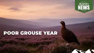 Grouse prospects ‘poor’ – Fieldsports News, 13 August 2025