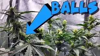 GROW GARAGE - SHES GOT BALLS! and NEWS from the BUG WARFRONT...