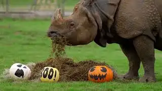 Halloween events around the world this week | REUTERS