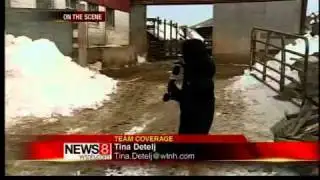 Hampton barn collapse kills six cows