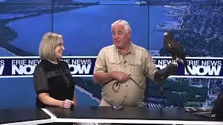 Harris Hawk: Friday Feature Creature