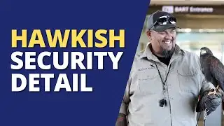 Harris Hawk Hinders Profuse Pigeon Population