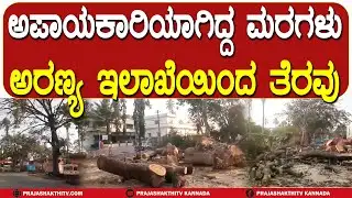 ಅಪಾಯಕಾರಿಯಾಗಿದ್ದ ಮರಗಳು - ಅರಣ್ಯ ಇಲಾಖೆಯಿಂದ ತೆರವು | HASSAN NEWS |