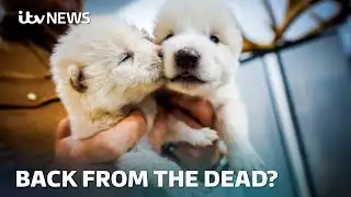 Have scientists brought back the extinct dire wolf? | ITV News