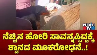 ಕಣ್ಣೀರಿಡುತ್ತ ಮೃತ ಹೋರಿಯನ್ನು ಮುದ್ದಾಡಿದ ಶ್ವಾನ | Haveri | Public TV