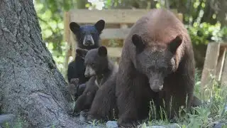 Heads, paws cut off poached bears in Colorado