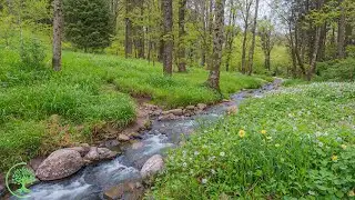 Healing Sound Nature 🌱 Soothing Music Reset Your Nervous System #3
