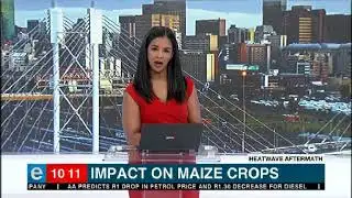 Heatwave effect on maize crops