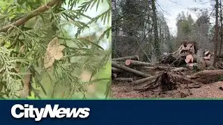 Heavy logging in Stanley Park turning heads