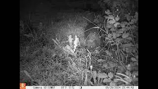 Hedgehog 20240529 Timelapse GOOD NEWS