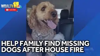 Help family find missing dogs after house fire