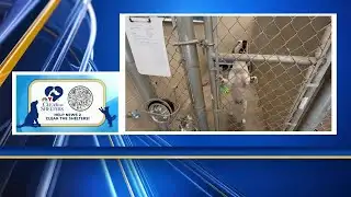 Help News 2 Clear The Shelters!