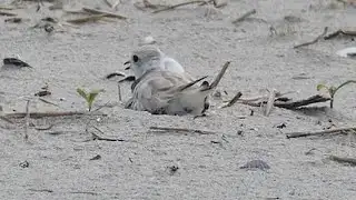 Help protect the piping plovers and their adorable chicks