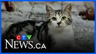 Helping cats find their forever homes