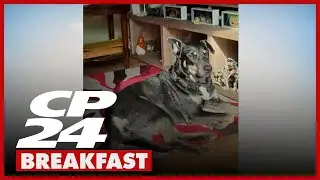 Helping furry friends find a forever home