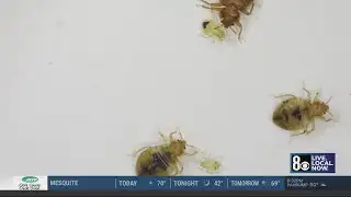 Henderson parents notified of bed bugs in classroom