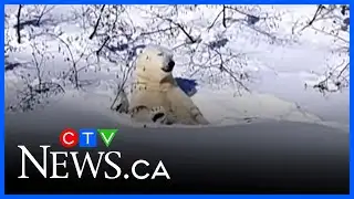 Henry the polar bear loves the cold