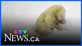 Henry the polar bear loves the freezing cold