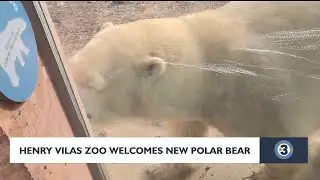 Henry Vilas Zoo welcomes new polar bear