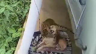 Hero Pet Owner Saves Dog from Leopard Attack