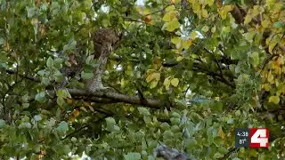 ‘Hiding in Plain Sight:’ First Alert 4 takes you owling with a local legend