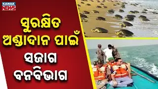 High Security As Olive Ridley Mating Season Begins