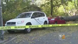 High Winds Blamed For Downed Trees Across The Area