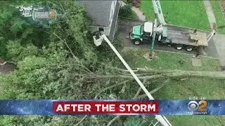 High Winds Topple Trees Across Tri-State