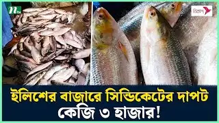 ইলিশের বাজারে সিন্ডিকেটের দাপট, কেজি ৩ হাজার! | Hilsa | Chandpur Hilsa | Hilsa Price | NTV News