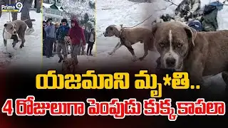 Himachal Pradesh: Owner dies..dog guarded for 4 days | Prime9 Telangana