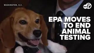 Historic move by EPA to end animal testing by 2035