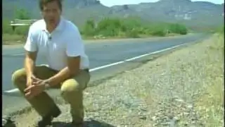 Hit & Run. Dog Killed