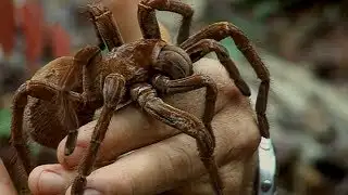 Holding a Wild Goliath Tarantula | Deadly 60 | BBC Earth Explore