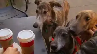 Holiday pet hazards to avoid